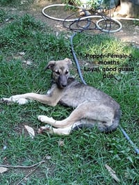 Poor Babies : Tammy - Photo 1