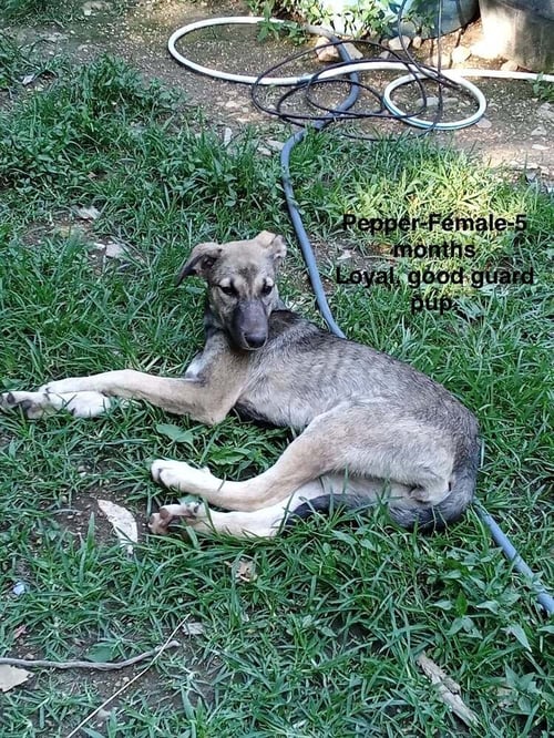 POOR BABIES : TAMMY - Anatolian Shepherd / German Shepherd Dog available for adoption