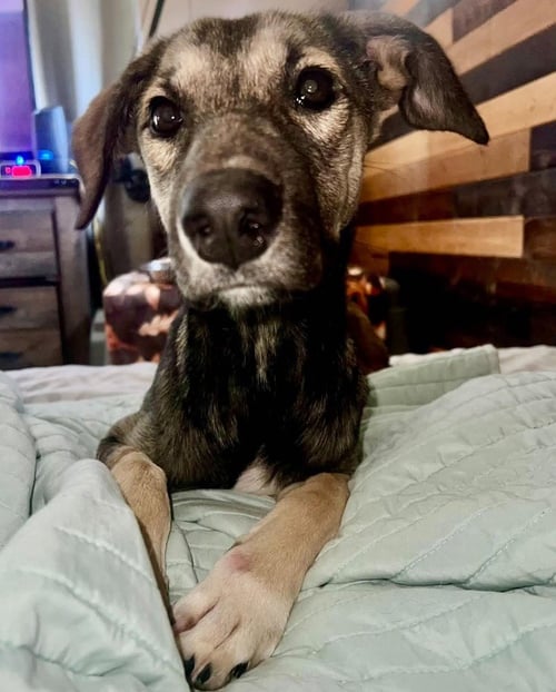 POOR BABIES : TAMMY - Anatolian Shepherd / German Shepherd Dog available for adoption