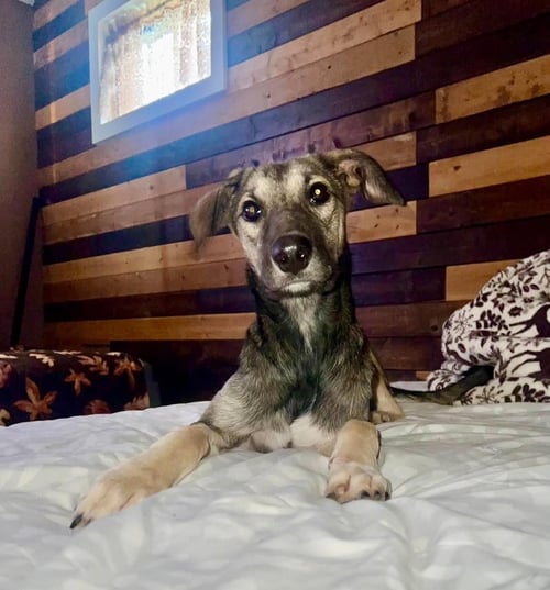 POOR BABIES : TAMMY - Anatolian Shepherd / German Shepherd Dog available for adoption