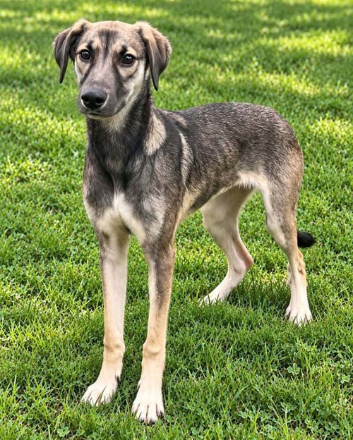 POOR BABIES : TAMMY - Anatolian Shepherd / German Shepherd Dog available for adoption
