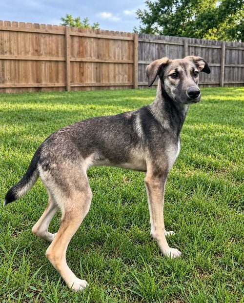 POOR BABIES : TAMMY - Anatolian Shepherd / German Shepherd Dog available for adoption