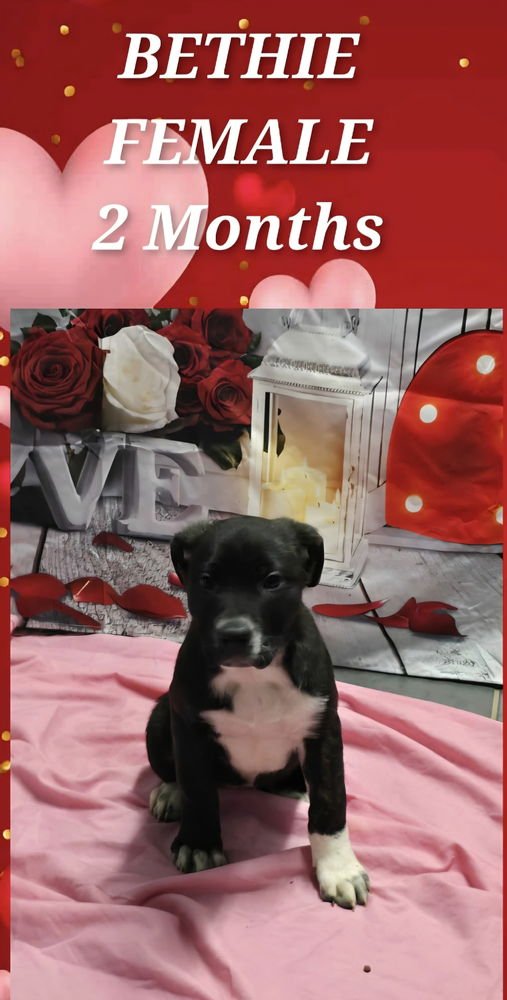 MARION BS : BETHIE - Pit Bull Terrier available for adoption