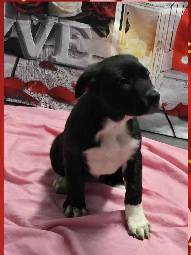 MARION BS : BETHIE - Pit Bull Terrier available for adoption