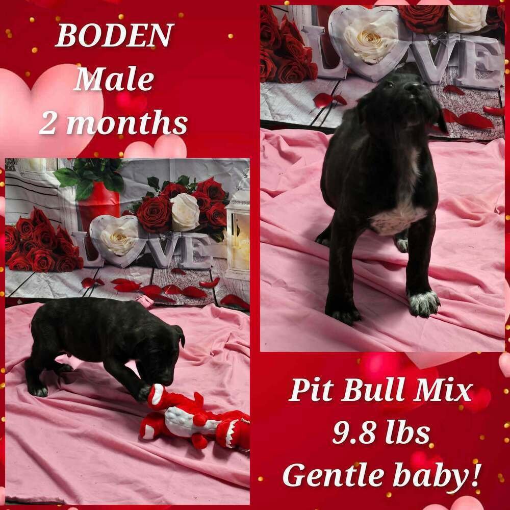 Marion Bs : Bethie - Photo 4