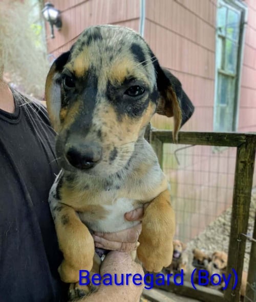LLP TRIXIE : BEAUREGARD - Retriever / Shepherd available for adoption