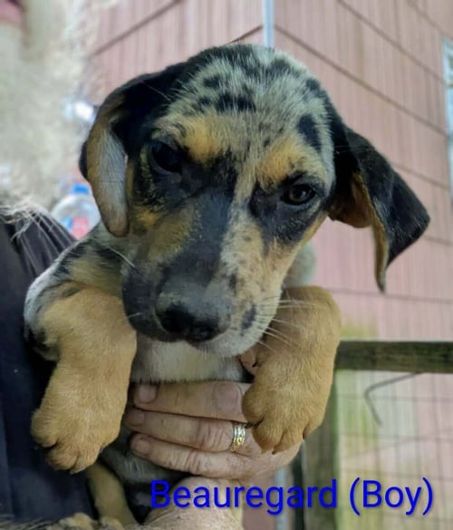 LLP TRIXIE : BEAUREGARD - Retriever / Shepherd available for adoption