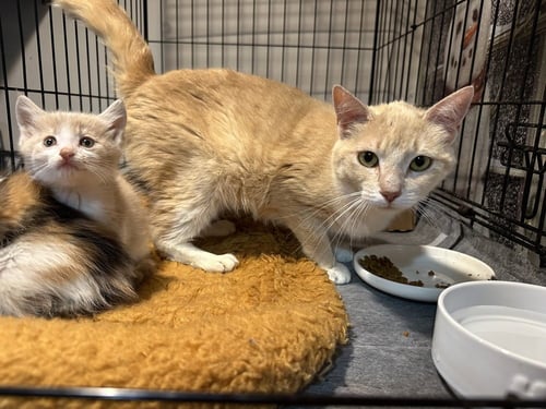 GEM KITTY : PEARL - Domestic Short Hair available for adoption