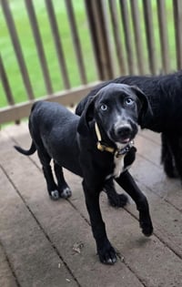 Sinatra : Frankie - Photo 1