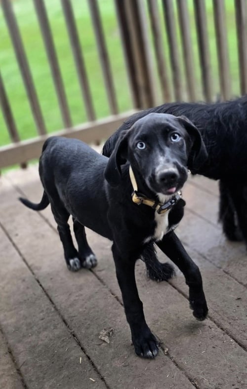 SINATRA : FRANKIE - Labrador Retriever / Weimaraner available for adoption
