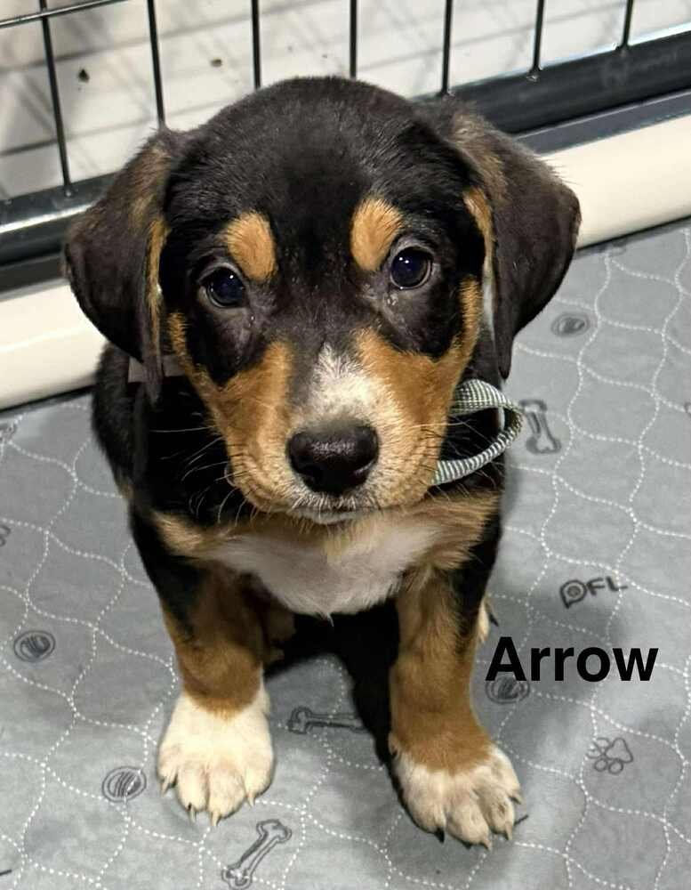PUPPY LOVE : ARROW - Australian Shepherd / Rottweiler available for adoption