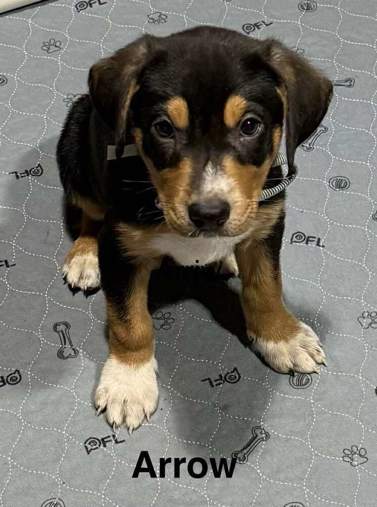 PUPPY LOVE : ARROW - Australian Shepherd / Rottweiler available for adoption