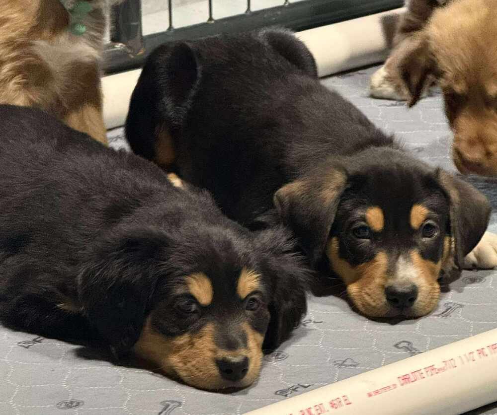 Puppy Love : Arrow - Photo 4