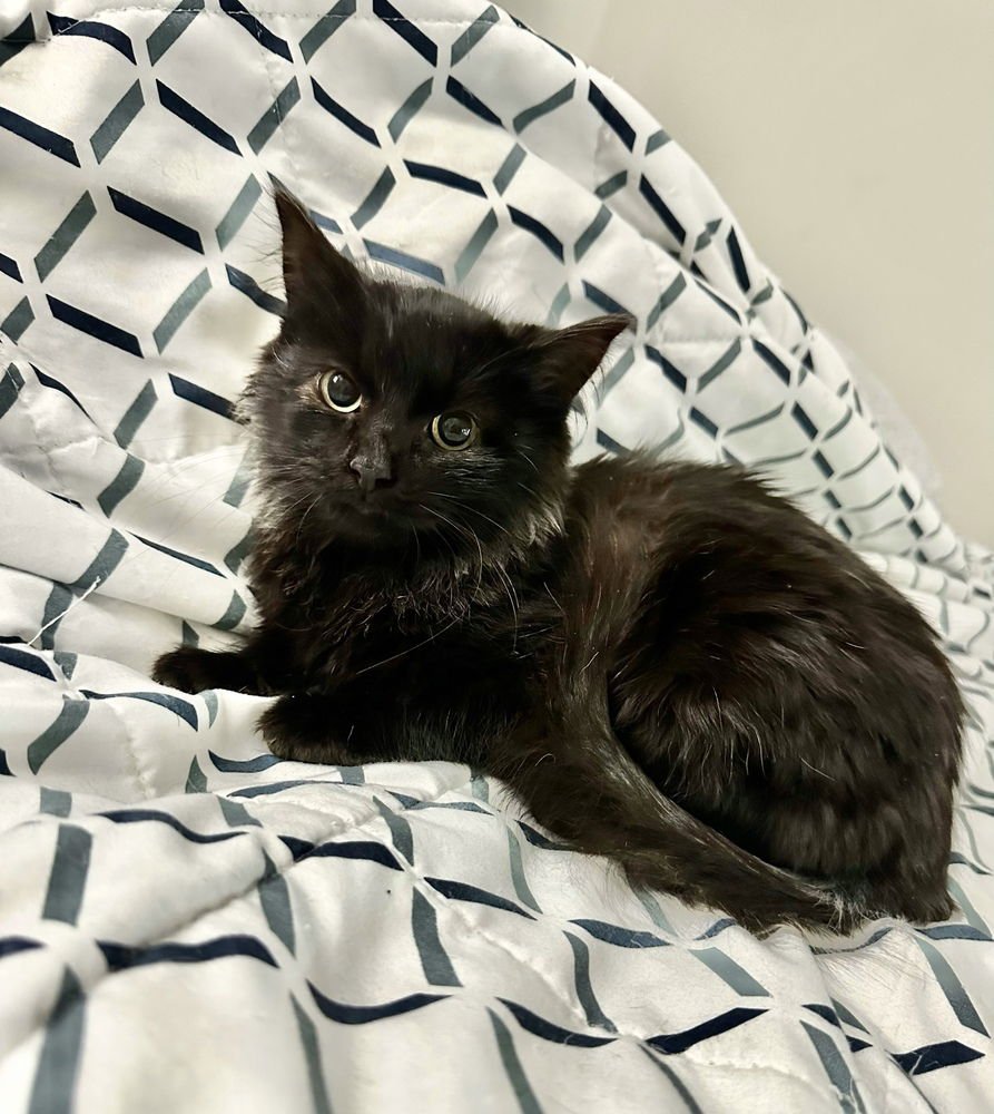 BB KITTY : OLYMPIA - Domestic Long Hair available for adoption