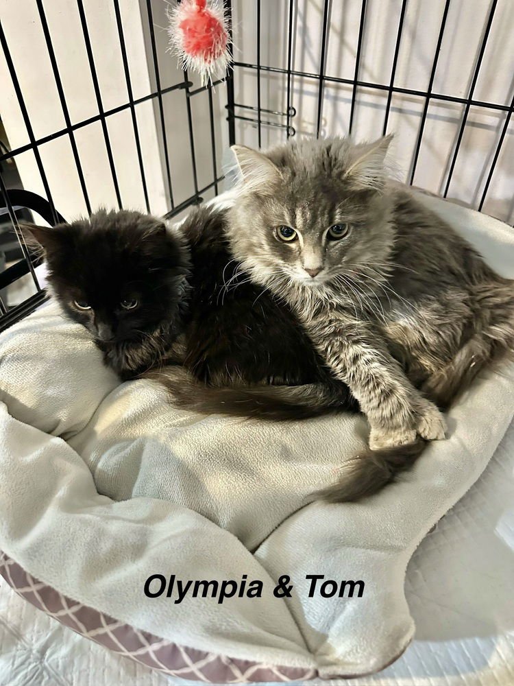 BB KITTY : OLYMPIA - Domestic Long Hair available for adoption