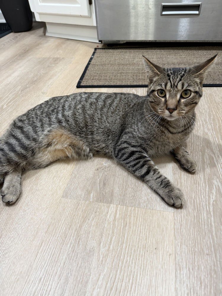 JASPER CAT - Domestic Short Hair available for adoption