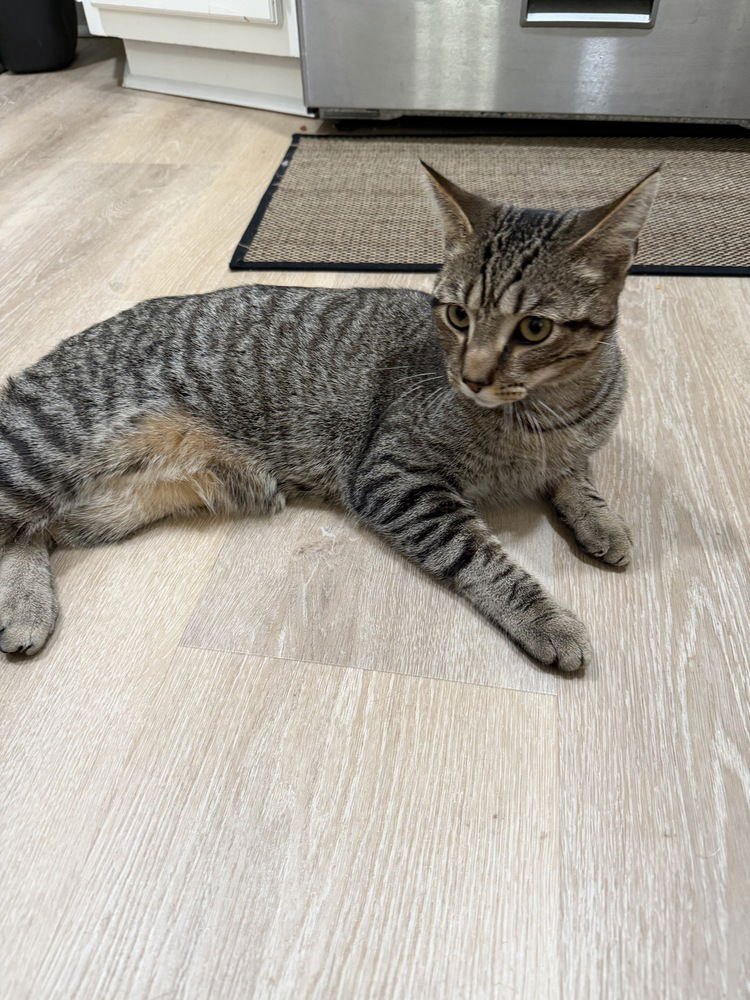 JASPER CAT - Domestic Short Hair available for adoption