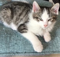 Janis's : Finn - Photo 1