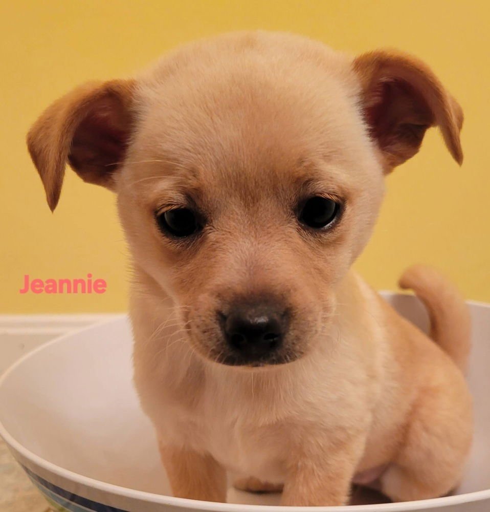 HANNA BARBERA GANG :  JEANNIE - Feist / Cairn Terrier available for adoption