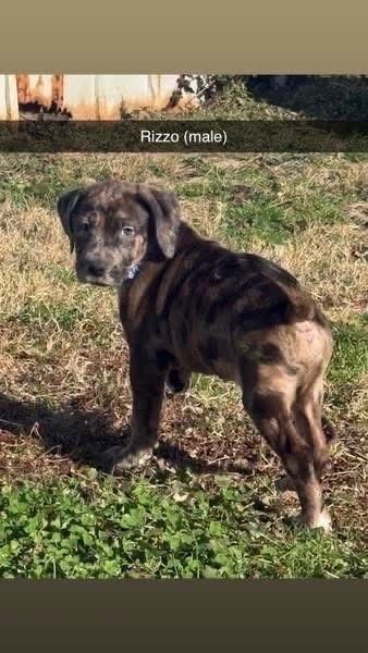 MUPPETS : RIZZO - Catahoula Leopard Dog / Foxhound available for adoption