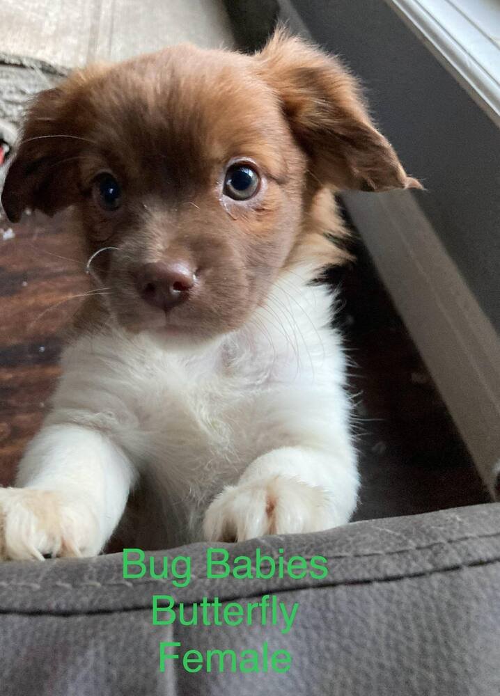 Bug Babes : Butterfly - Photo 4