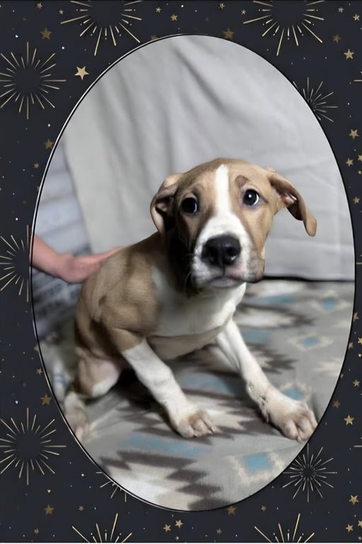 Floyd Dawgs :Baptiste Image