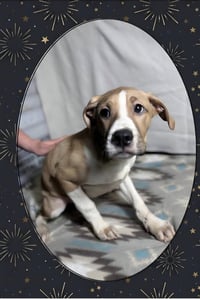 Floyd Dawgs :Baptiste - Photo 1