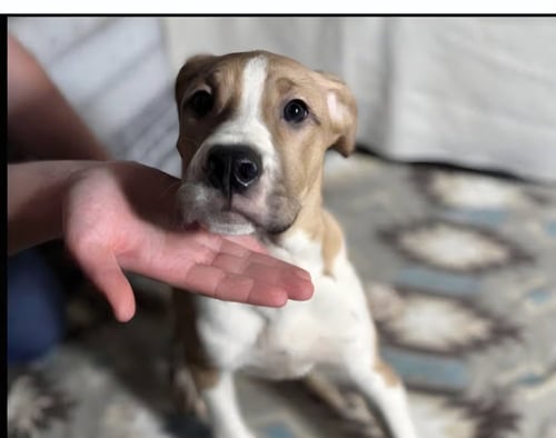FLOYD DAWGS :BAPTISTE - Shepherd / Pit Bull Terrier available for adoption