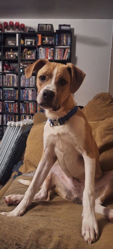 FLOYD DAWGS :BAPTISTE