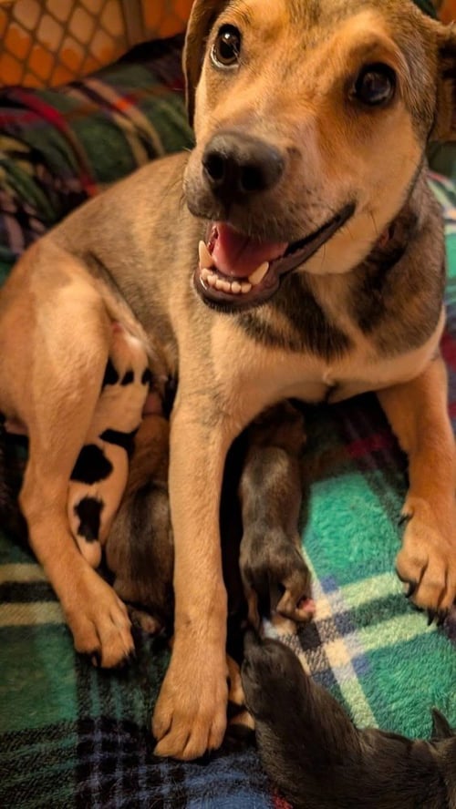MOMMA PEPPERMINT PATTY - Labrador Retriever / Hound available for adoption