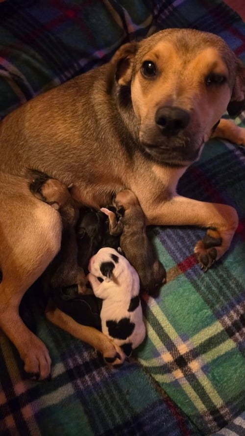MOMMA PEPPERMINT PATTY - Labrador Retriever / Hound available for adoption