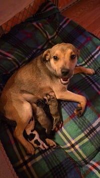 Momma Peppermint Patty - Photo 3