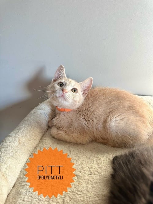 FAMOUS BLONDES : PITT - Extra-Toes Cat (Hemingway Polydactyl) / Extra-Toes Cat (Hemingway Polydactyl) available for adoption