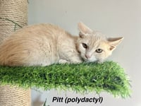 Famous Blondes : Pitt - Photo 3