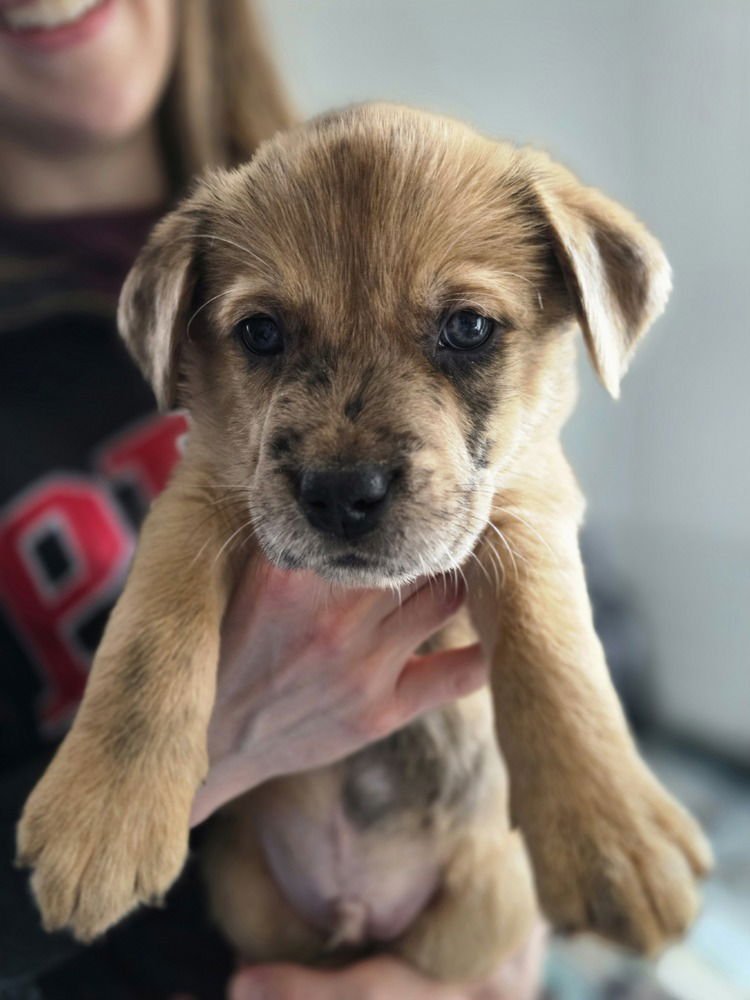 LADYBIRDS : UNO - Catahoula Leopard Dog / Australian Shepherd available for adoption