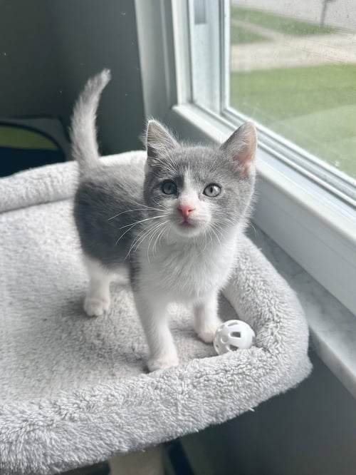 WALNUT KITTIES : FUZZ - Domestic Short Hair available for adoption