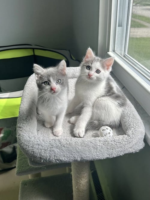 WALNUT KITTIES : FUZZ - Domestic Short Hair available for adoption