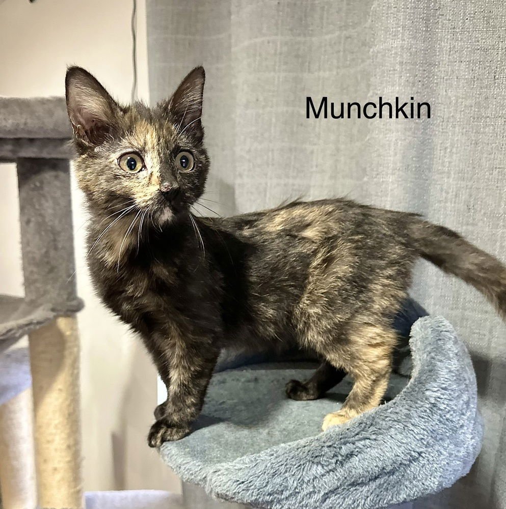 SHELS : MUNCHKIN - Domestic Short Hair available for adoption