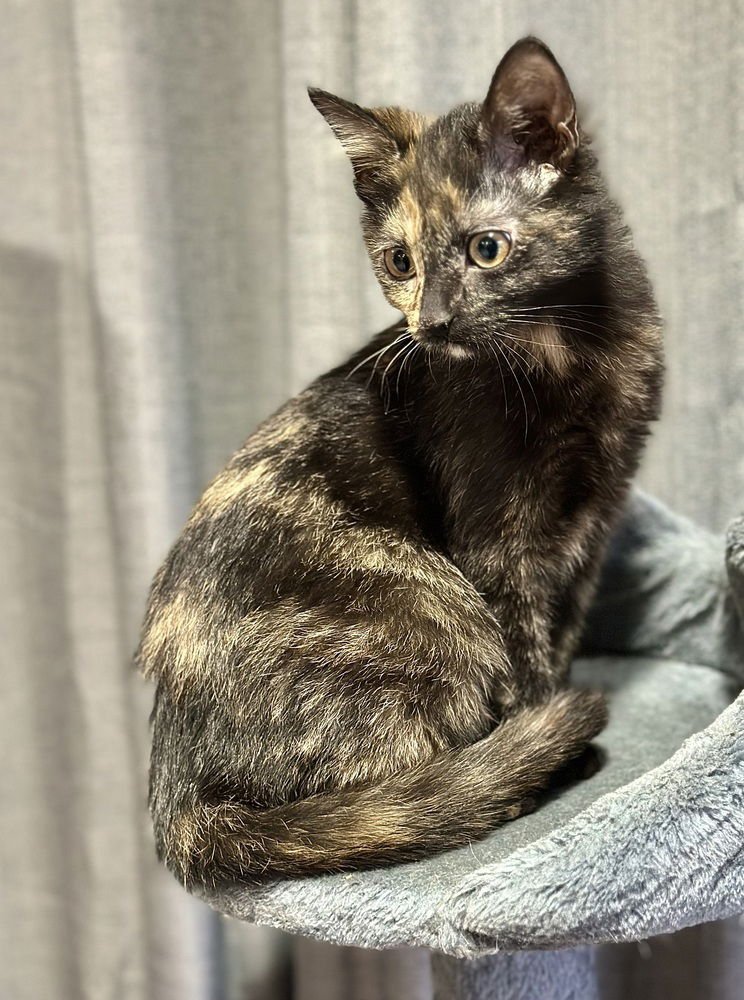 SHELS : MUNCHKIN - Domestic Short Hair available for adoption