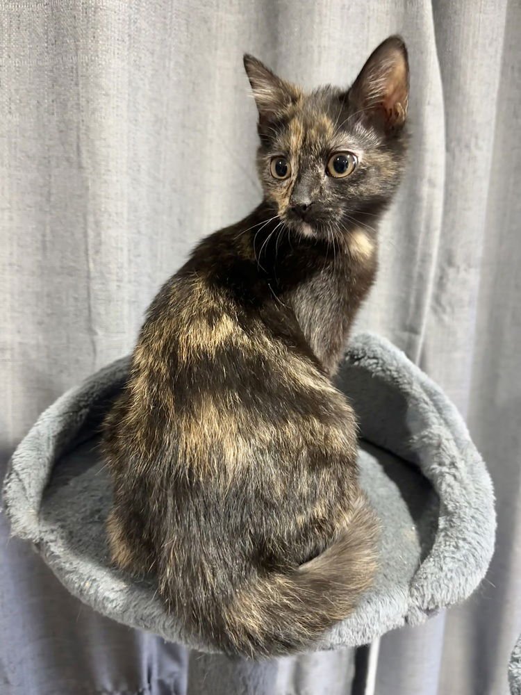 Shels : Munchkin - Photo 3