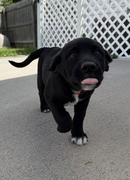 CONNECTICUT : DERBY - Labrador Retriever / Terrier available for adoption