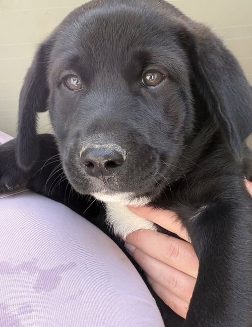 CONNECTICUT : DERBY - Labrador Retriever / Terrier available for adoption