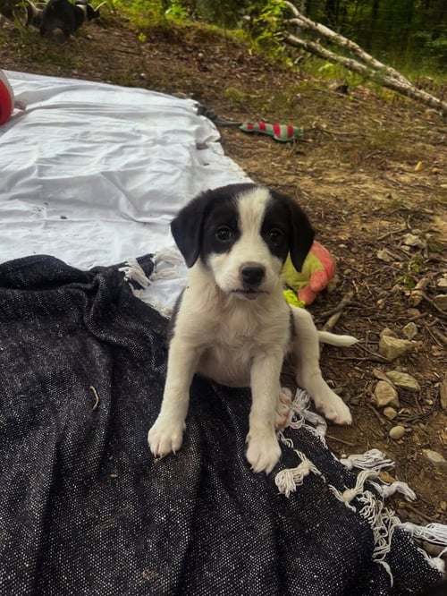 SPIRITUAL GANGSTERS : SHANTI - Border Collie / Australian Cattle Dog/Blue Heeler available for adoption