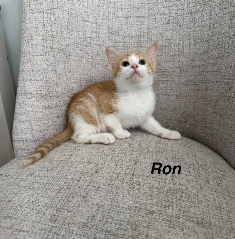Harrys Cats : Ron Image