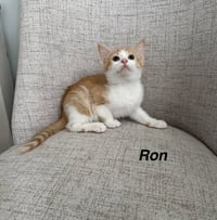 Harrys Cats : Ron - Photo 1