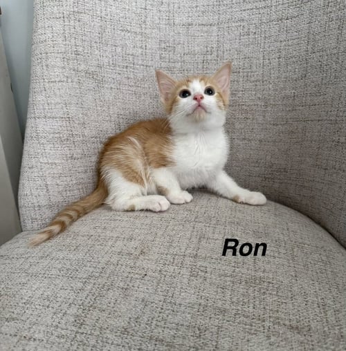 HARRYS CATS : RON - Domestic Short Hair available for adoption