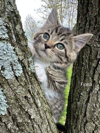 Ferns Felines : Fiona - Photo 1