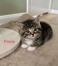 Ferns Felines : Fiona - Photo 2