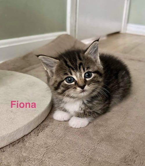 FERNS FELINES : FIONA - Domestic Short Hair available for adoption