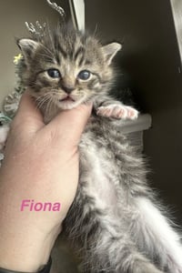 Ferns Felines : Fiona - Photo 3